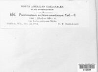 Aculeastrum americanum image